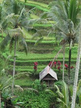 vignette Indonesie_2017_0983.jpg 