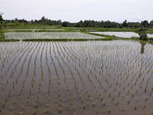 vignette Indonesie_2017_1707.jpg 