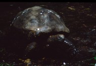 vignette seychelles_053.jpg 